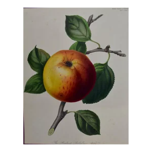 Brabant Apple: A 19th Century Hand-Colored Engraving by Augusta Innes Withers, 1812