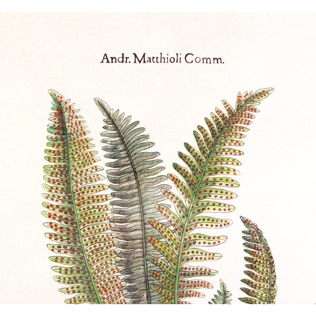 Paper Original Custom Botanical Fern Prints with Makers Stamp For Sale - Image 7 of 18