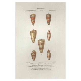 Pierre Jean François Turpin, Angiostomatida, Etching, 1831 For Sale