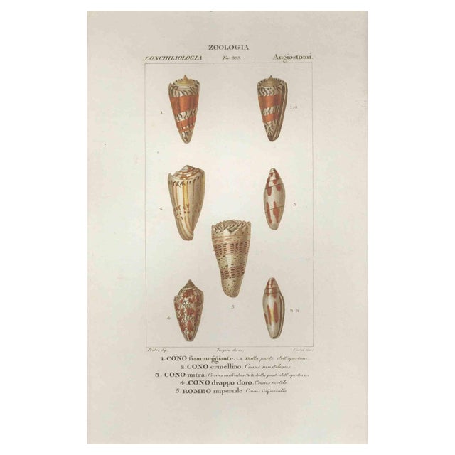 Pierre Jean François Turpin, Angiostomatida, Etching, 1831 For Sale