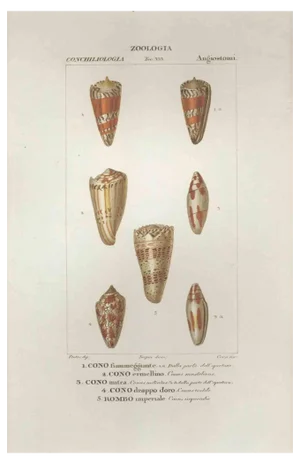 Pierre Jean François Turpin, Angiostomatida, Etching, 1831