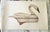 A beautifully executed limited edition wildlife print by American artist Arthur Nevin, renowned for his studies of...