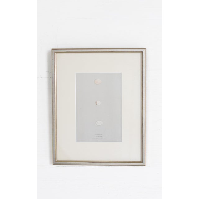 Sculpture Materials 19th C. Hand Colored Egg & Nest Engravings From England, Framed Reproduction - Set of 10 For Sale - Image 7 of 11