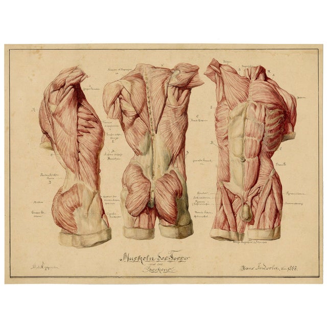Johann Anderla, Anatomical Study of Muscles of the Torso & Pelvis, 1888, Watercolor For Sale - Image 3 of 7