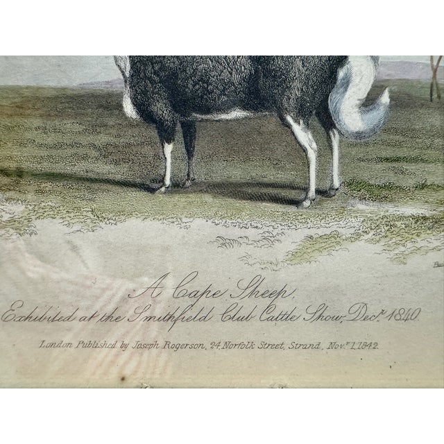 English Mid 20th Century Sheep Engravings Capel Sheep Silver Royal Framed Prints - Set of 2 For Sale - Image 3 of 10