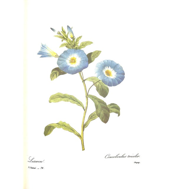1990s "Pierre Joseph Redoute the Most Beautiful Flowers" 1991 Redoute, Pierre Joseph For Sale - Image 5 of 12