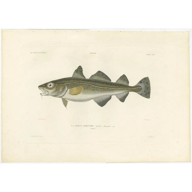 Antique Print of Atlantic Cod (Gadus Morhua) – French Arctic Expedition, 1845 This finely executed hand-colored lithograph...