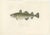 Antique Print of Atlantic Cod (Gadus Morhua) – French Arctic Expedition, 1845 This finely executed hand-colored lithograph...
