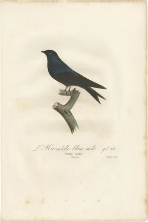 Vieillot, Bird Illustration of the Blue Swallow, 1807, Print