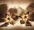 Vintage Brass Flower Wall Lamp by Willy Daro for Massive, Belgium, 1970s For Sale - Image 11 of 18