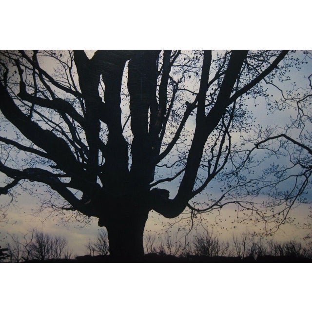 Traditional 1962 Sugar Maple Photo by Daniel Farber For Sale - Image 3 of 9