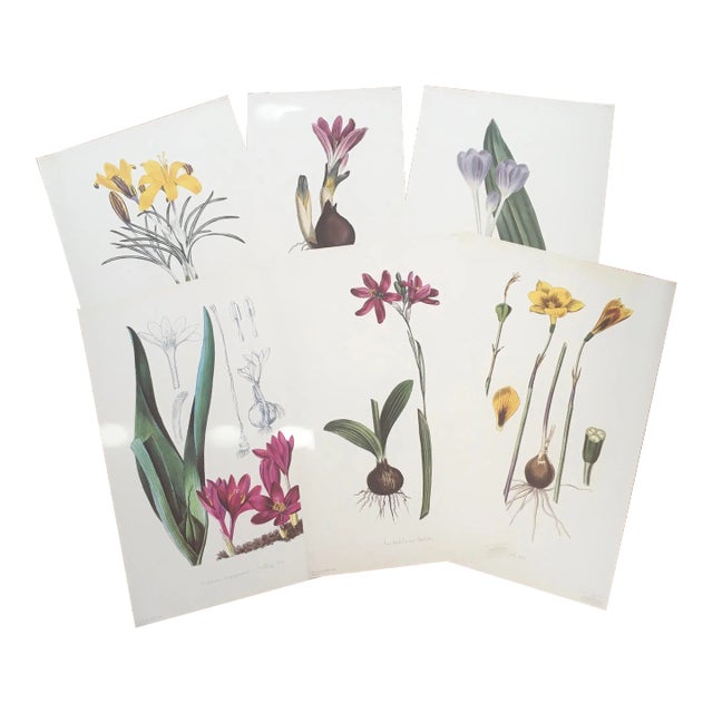 1990s Royal Kew Gardens “Varieties of Crocus” Lithographs - Set of 6 For Sale