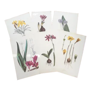 1990s Royal Kew Gardens “Varieties of Crocus” Lithographs - Set of 6
