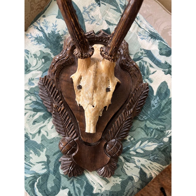 Antique Black Forest Roe Deer Trophy Antler Mount - (#3 of 3 Individual Mounts Listed) ***I have a grouping of 3 listed...