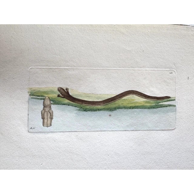 Up for sale is this charming hand-colored copper engraving from Shaw & Nodder's “The Naturalist's Miscellany”, a...