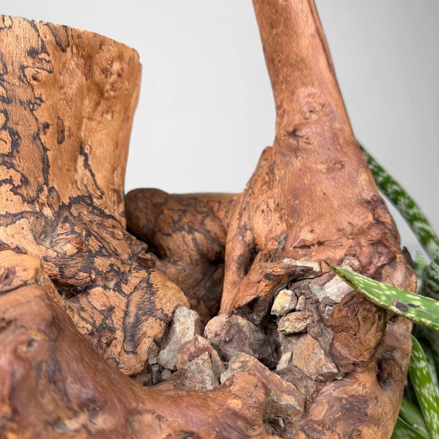 Japanese Koboku Root Wood Sculpture, 1960s For Sale - Image 14 of 16