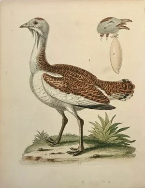 Great Bustard by George Edwards, 1740