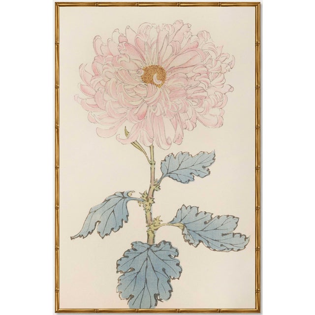 Blush Mum by Hasegawa, Vintage Japanese Botanical Art Print, 24" X 36" For Sale In Buffalo - Image 6 of 8