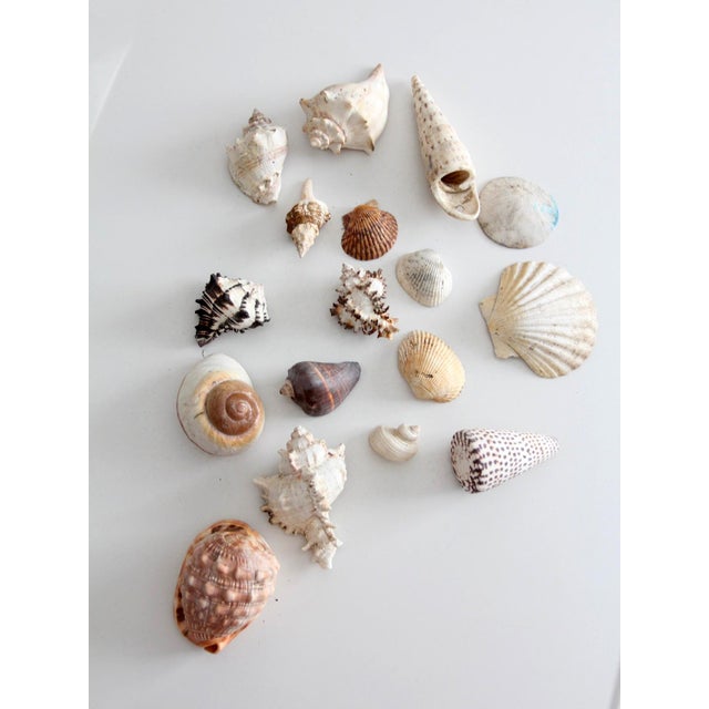 A collected assortment of vintage seashells in varied forms, textures, and natural tones ranging from soft ivory and sand...