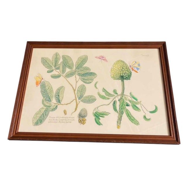 An exquisite vintage framed botanical print featuring Mark Catesby’s classic 18th-century illustration of The Sweet Sop...