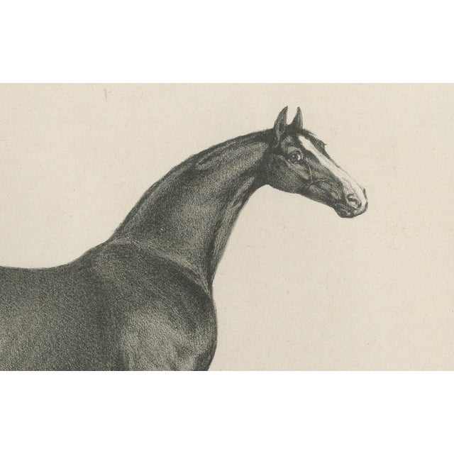 After Chalon, Thoroughbred Stallion Selim, Arabian Bloodlines, 1840, Lithograph For Sale - Image 5 of 9