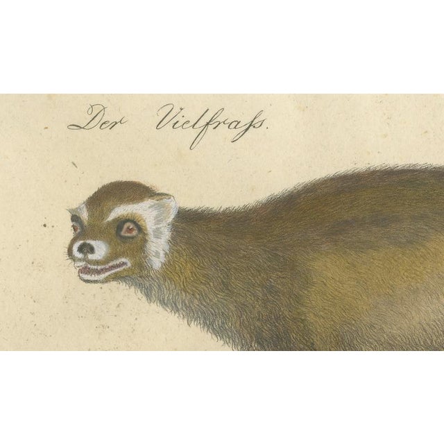 Paper Brodtmann, Raccoon, Honey Badger & Wolverine, Lithograph, 1816 For Sale - Image 7 of 10