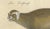 Paper Brodtmann, Raccoon, Honey Badger & Wolverine, Lithograph, 1816 For Sale - Image 7 of 10