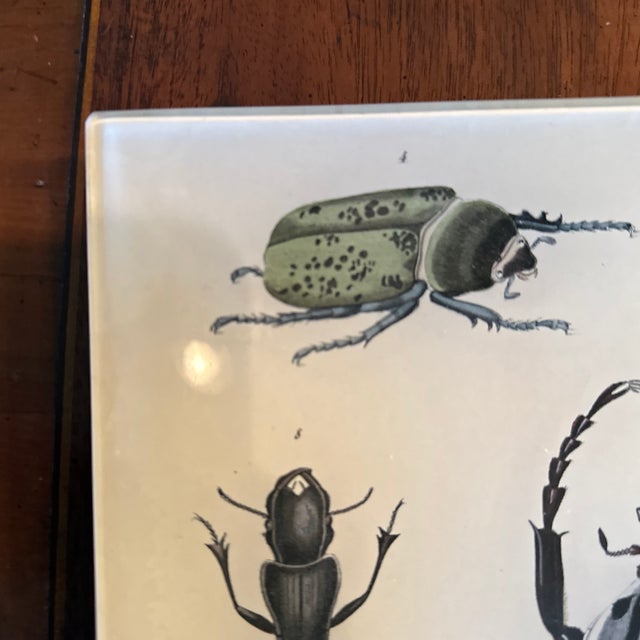 1990s John Derian Rectangular Beetle Tray For Sale - Image 4 of 12