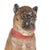 Life-Size Austrian Terracotta Pug Dog With Glass Eyes, 19th Century For Sale - Image 9 of 16