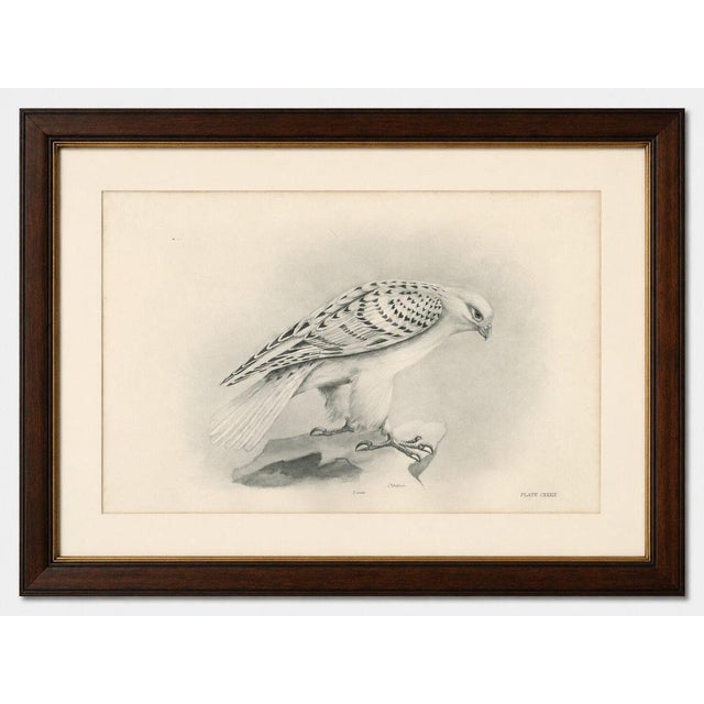 Gold Lilian M. Medland, Greenland Gyrfalcon Bird, 1908, Monochrome Ornithological Plate For Sale - Image 8 of 9