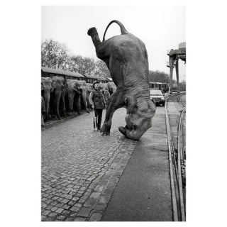 José Nicolas, Elephants on the Head, 1985, Silver Print For Sale