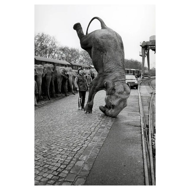 José Nicolas, Elephants on the Head, 1985, Silver Print For Sale