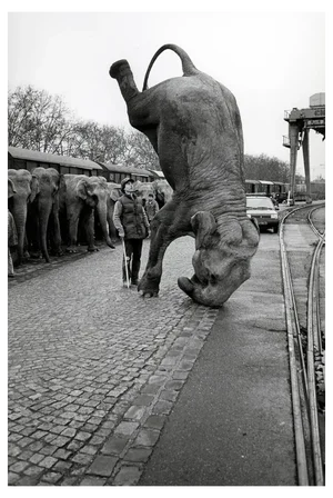José Nicolas, Elephants on the Head, 1985, Silver Print