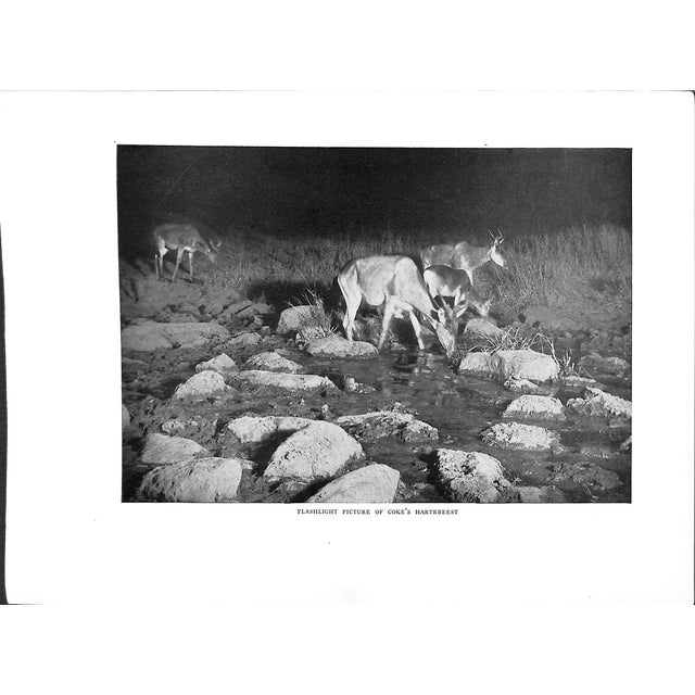 White "Camera Adventures in the African Wilds" 1910 Dugmore, A. Radclyffe f.r.g.s. For Sale - Image 8 of 10