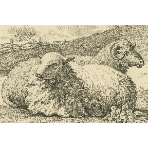 Anthony Oberman, Serene Pastoral Scene with Two Resting Sheep, 1810, Etching on Paper For Sale - Image 6 of 8