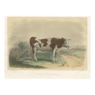 Oudet After Melin, Norman Cow, 1873, Paper For Sale