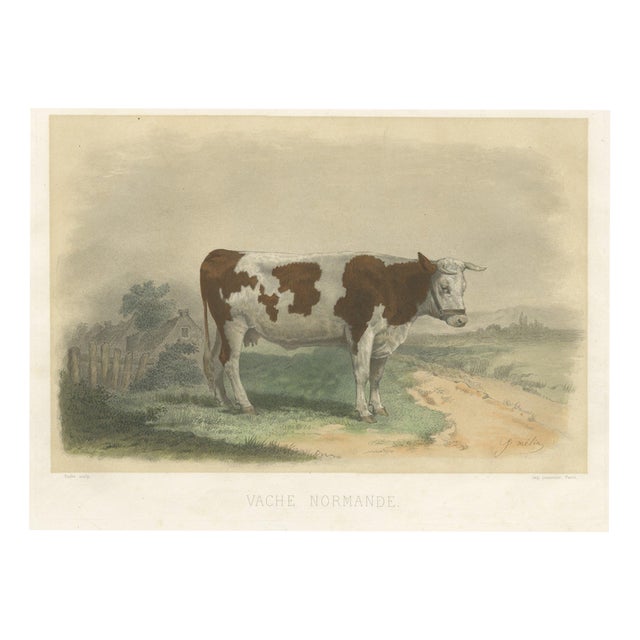 Oudet After Melin, Norman Cow, 1873, Paper For Sale