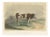 Oudet After Melin, Norman Cow, 1873, Paper For Sale