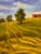 This oil painting on canvas panel was painted en plein aire (in the open air, onsite) at Ft. Lewis Farm in Bath County VA....