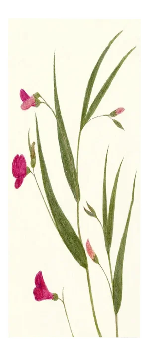 Hubbard Flower 1202 Artwork, Unframed Artwork