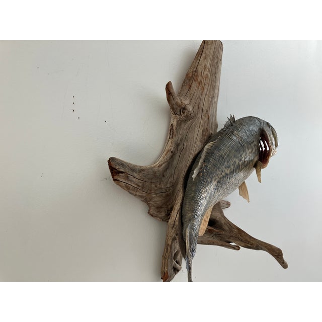 Largemouth Bass Taxidermy by Heinemann Taxidermy-American Sporting Folk Art, Mid-20th Century For Sale - Image 13 of 14