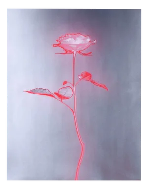 Rose Glow - Analogue Floral Abstract Photography, Limited Edition 2 of 20 2023
