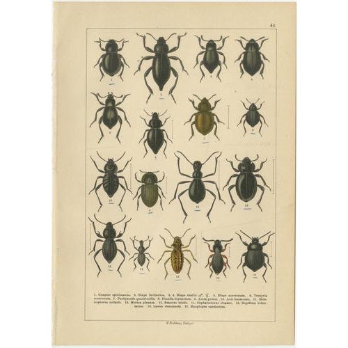 Black Calwer, Beetles, Chromolithographs, 1893, Set of 8 For Sale - Image 8 of 11