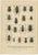 Black Calwer, Beetles, Chromolithographs, 1893, Set of 8 For Sale - Image 8 of 11