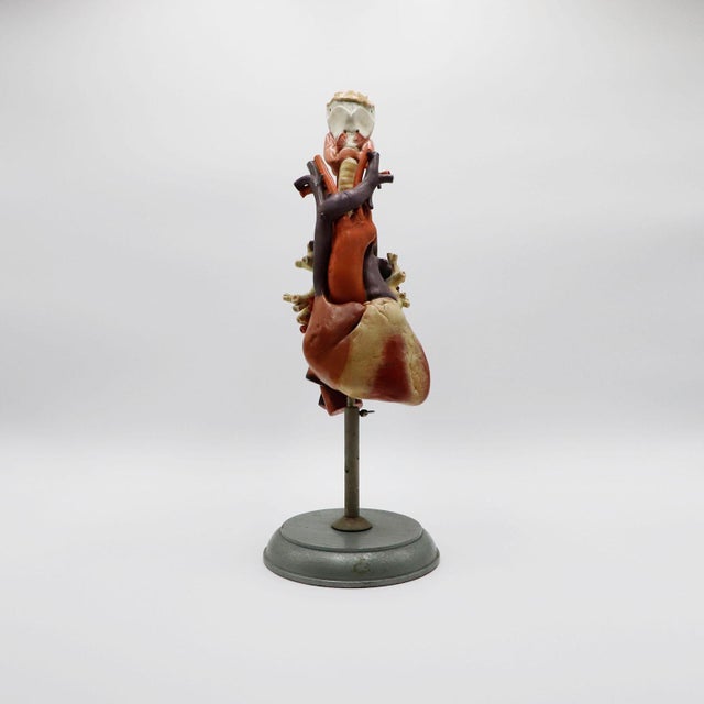 Heart Anatomical Model Life Size For Sale - Image 13 of 18