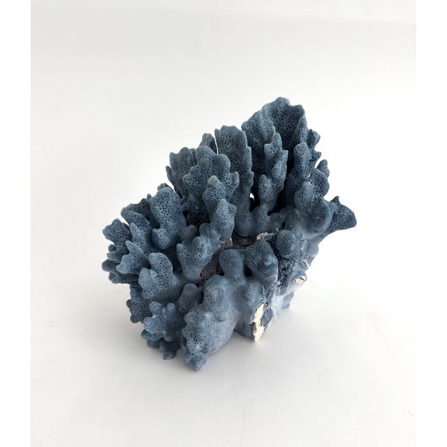 Shell Natural Blue Coral Specimen For Sale - Image 7 of 8