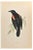 Alexander Francis Lydon, Red-Winged Starling, Woodcut Print, 1870 For Sale