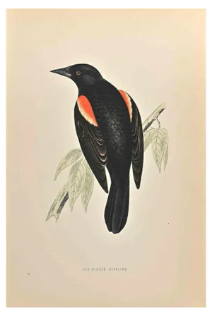 Alexander Francis Lydon, Red-Winged Starling, Woodcut Print, 1870