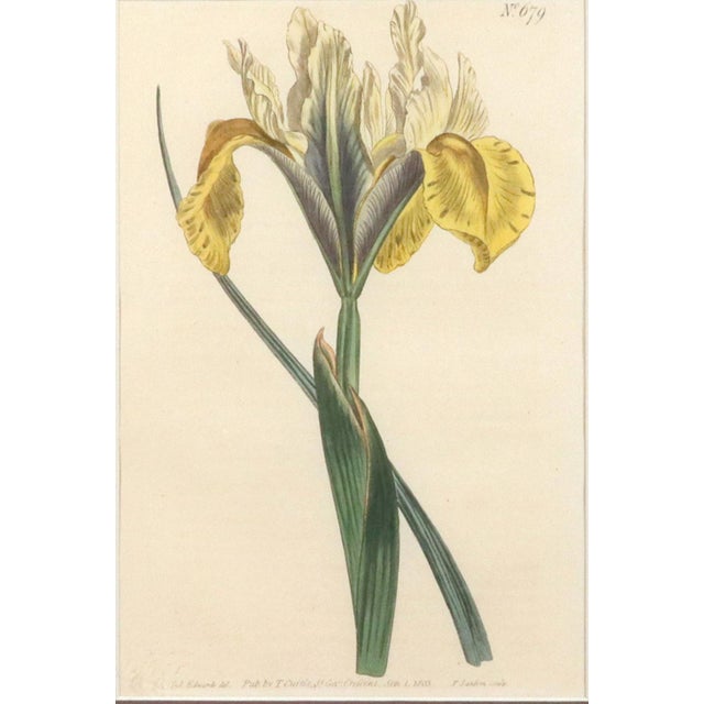 William Curtis Pair of Antique Botanical Iris Engravings, Curtis's Botanical Magazine, Framed, 1803–1804 For Sale - Image 4 of 10
