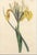 William Curtis Pair of Antique Botanical Iris Engravings, Curtis's Botanical Magazine, Framed, 1803–1804 For Sale - Image 4 of 10